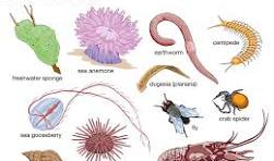 Invertebrate | Definition, Characteristics, Examples, Groups ...